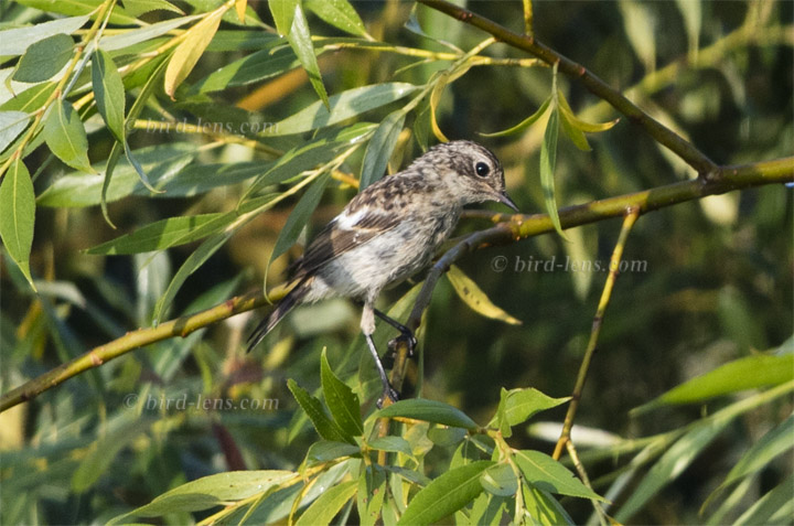 Schwarzkehlchen (europ.)